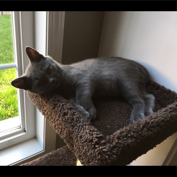 Meet your Posher, Rose - Picture 1 of 2